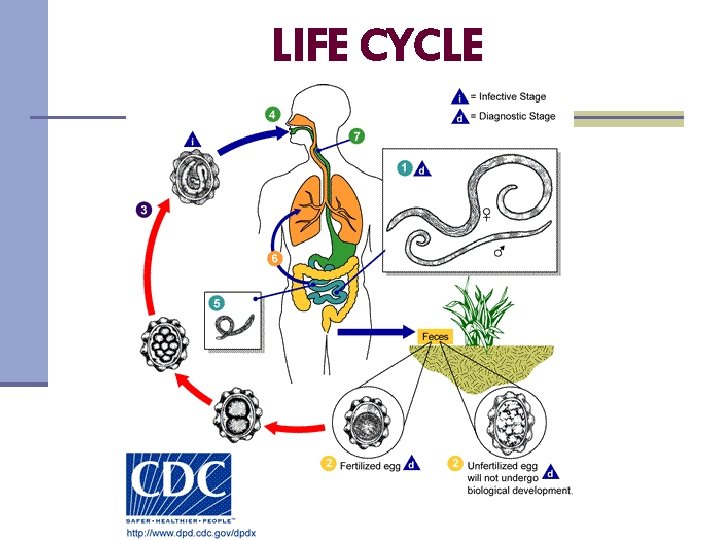 LIFE CYCLE 