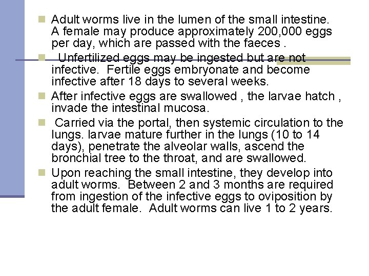 n Adult worms live in the lumen of the small intestine. n n A
