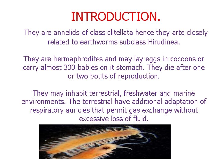  INTRODUCTION. They are annelids of class clitellata hence they arte closely related to