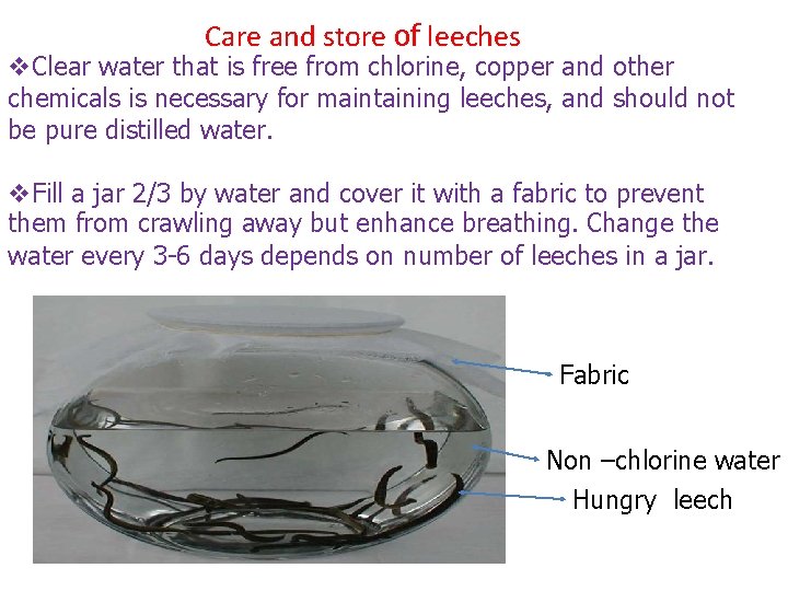 Care and store of leeches v. Clear water that is free from chlorine, copper