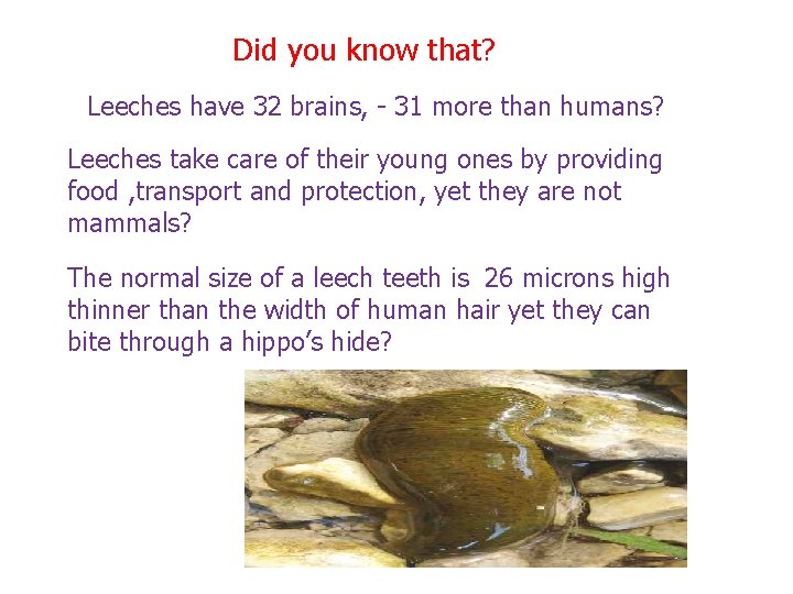 Did you know that? Leeches have 32 brains, - 31 more than humans? Leeches