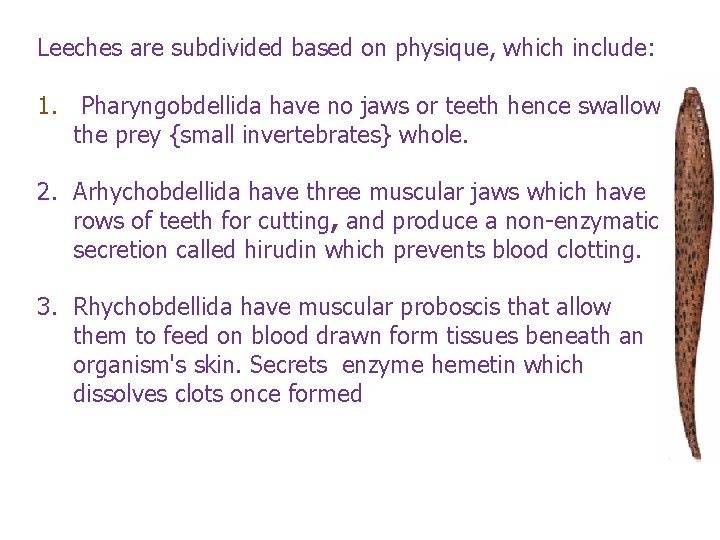 Leeches are subdivided based on physique, which include: 1. Pharyngobdellida have no jaws or