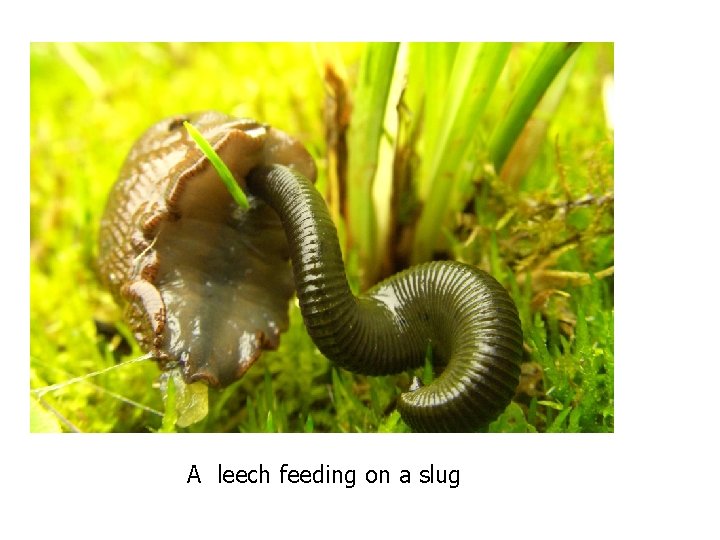 A leech feeding on a slug 