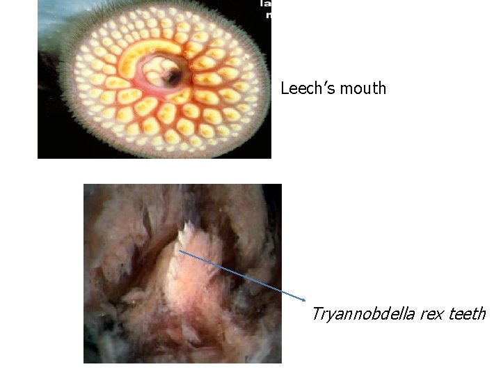 Leech’s mouth Tryannobdella rex teeth 