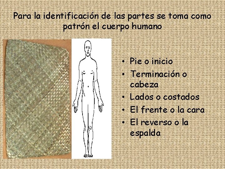 Para la identificación de las partes se toma como patrón el cuerpo humano •