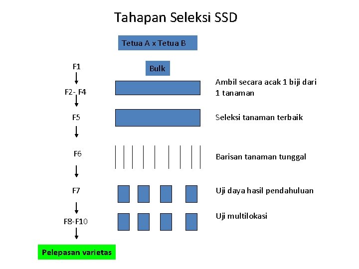 Tahapan Seleksi SSD Tetua A x Tetua B F 1 F 2 - F