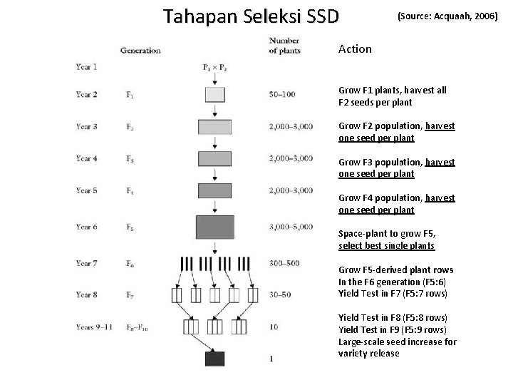 Tahapan Seleksi SSD (Source: Acquaah, 2006) Action Grow F 1 plants, harvest all F
