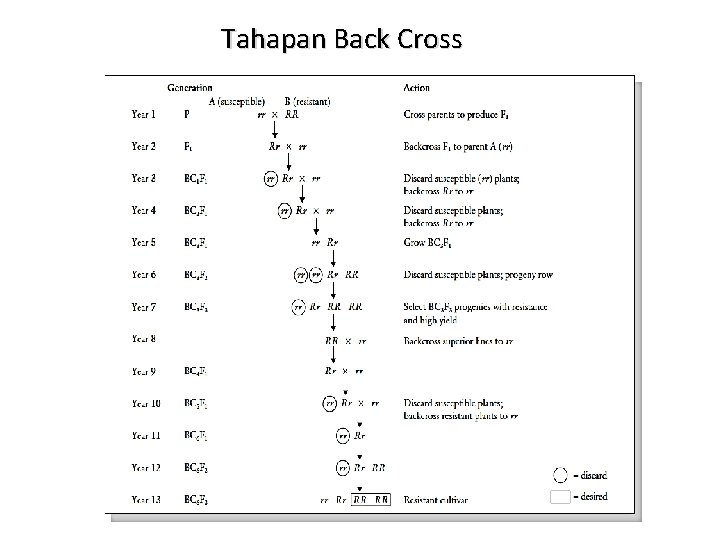 Tahapan Back Cross 