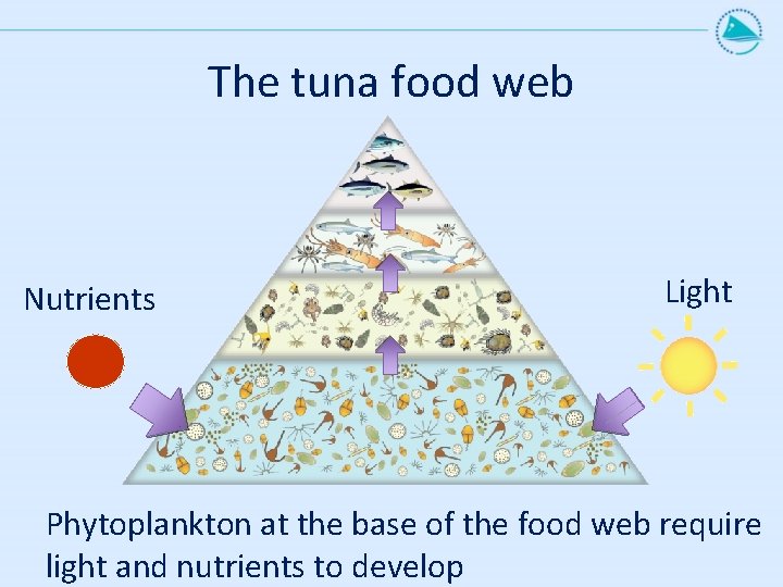 The tuna food web Nutrients Light Phytoplankton at the base of the food web