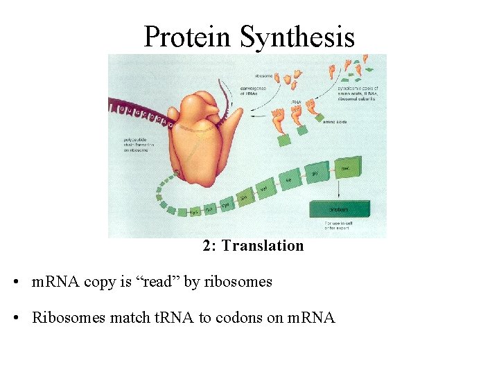 Protein Synthesis 2: Translation • m. RNA copy is “read” by ribosomes • Ribosomes