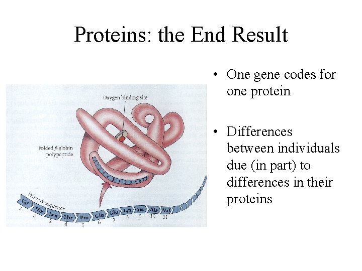 Proteins: the End Result • One gene codes for one protein • Differences between