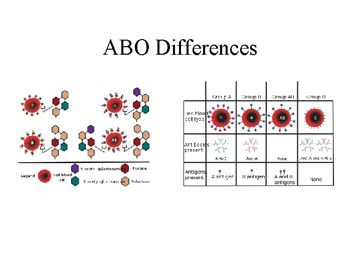 ABO Differences 