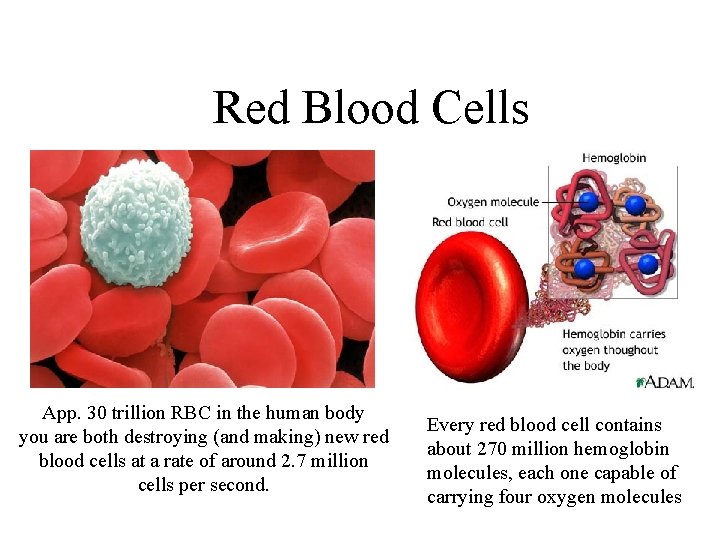  Red Blood Cells App. 30 trillion RBC in the human body you are