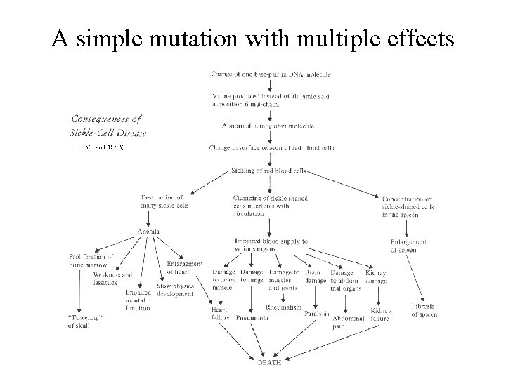 A simple mutation with multiple effects 