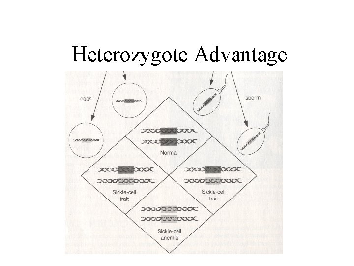  Heterozygote Advantage 