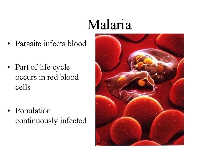 Malaria • Parasite infects blood • Part of life cycle occurs in red