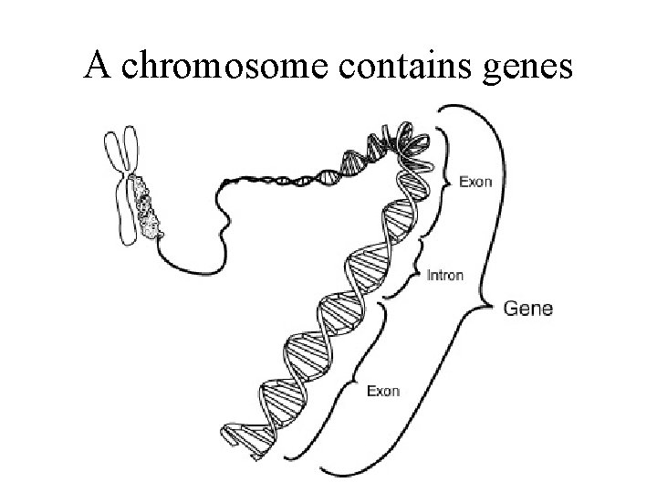 A chromosome contains genes 