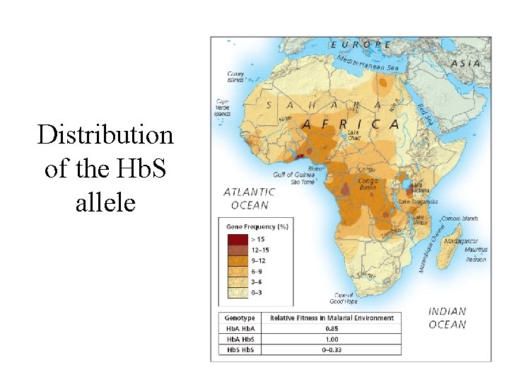 Distribution of the Hb. S allele 