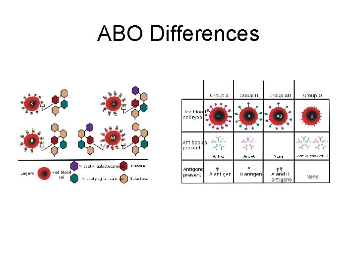 ABO Differences 