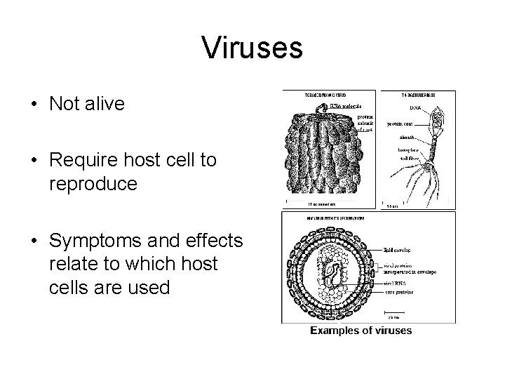 Viruses • Not alive • Require host cell to reproduce • Symptoms and effects