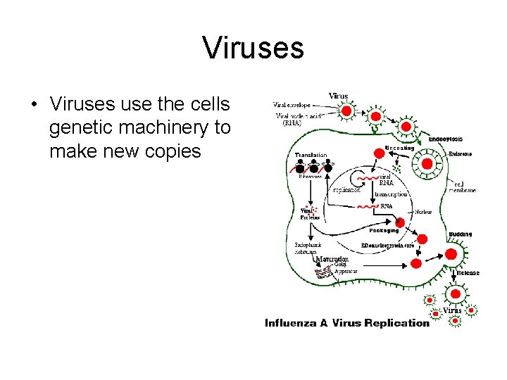 Viruses • Viruses use the cells genetic machinery to make new copies 