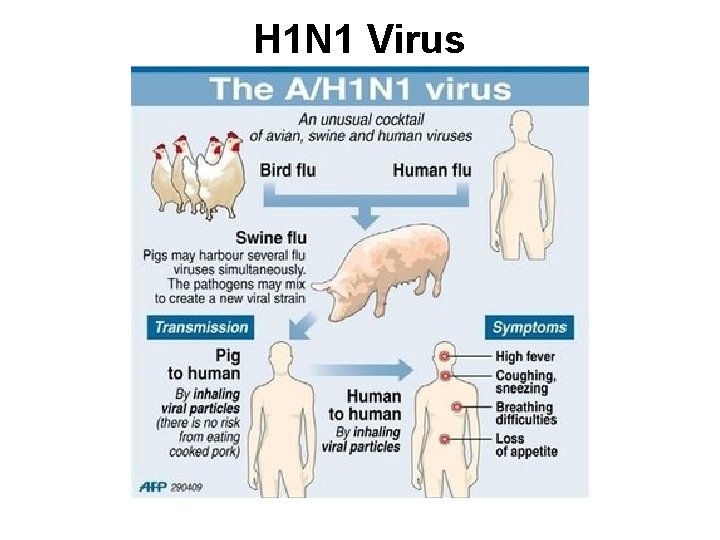 H 1 N 1 Virus 