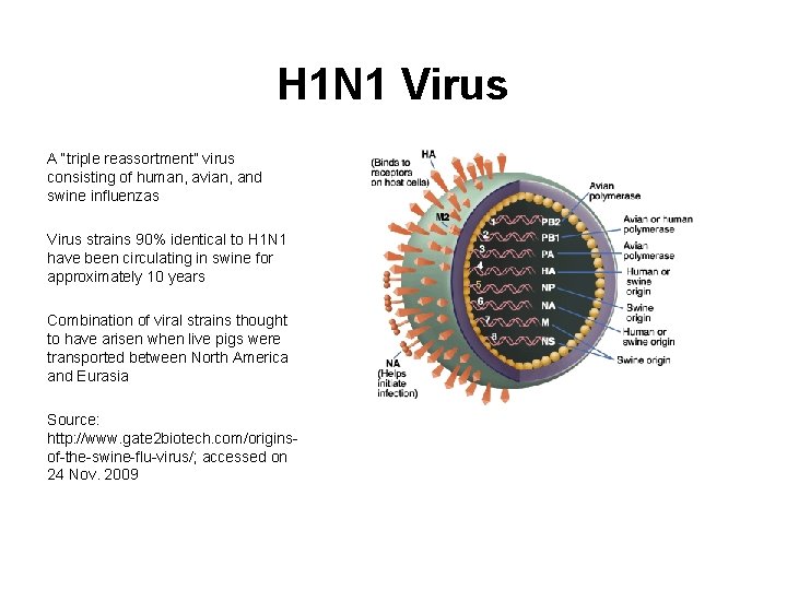 H 1 N 1 Virus A “triple reassortment” virus consisting of human, avian, and