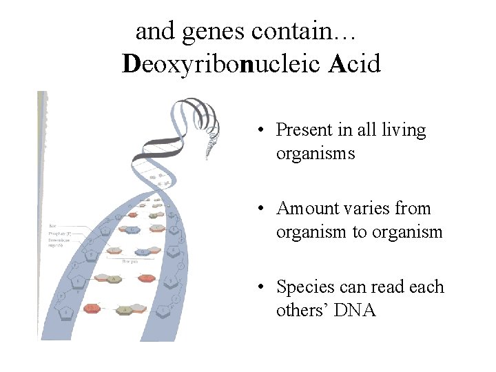 and genes contain… Deoxyribonucleic Acid • Present in all living organisms • Amount varies