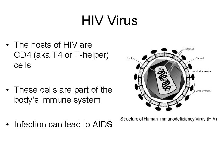 HIV Virus • The hosts of HIV are CD 4 (aka T 4 or