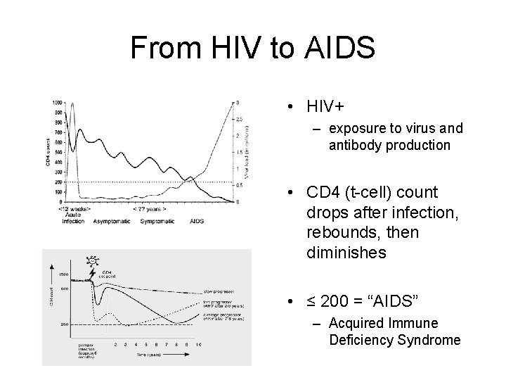 From HIV to AIDS • HIV+ – exposure to virus and antibody production •