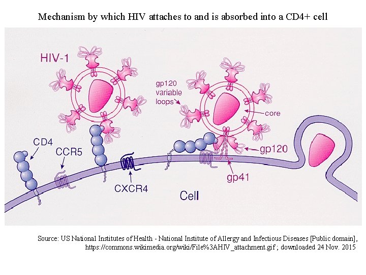 Mechanism by which HIV attaches to and is absorbed into a CD 4+ cell