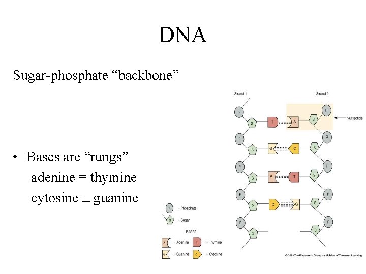 DNA Sugar-phosphate “backbone” • Bases are “rungs” adenine = thymine cytosine = guanine 