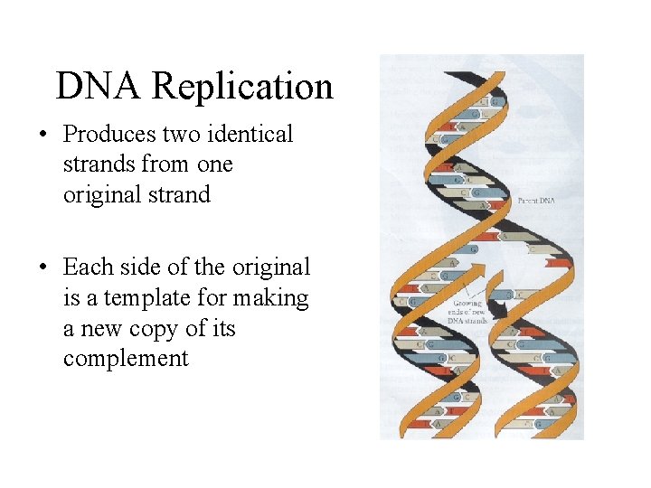 DNA Replication • Produces two identical strands from one original strand • Each side