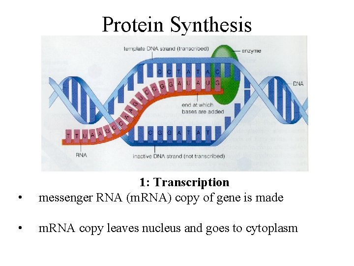 Protein Synthesis • 1: Transcription messenger RNA (m. RNA) copy of gene is made