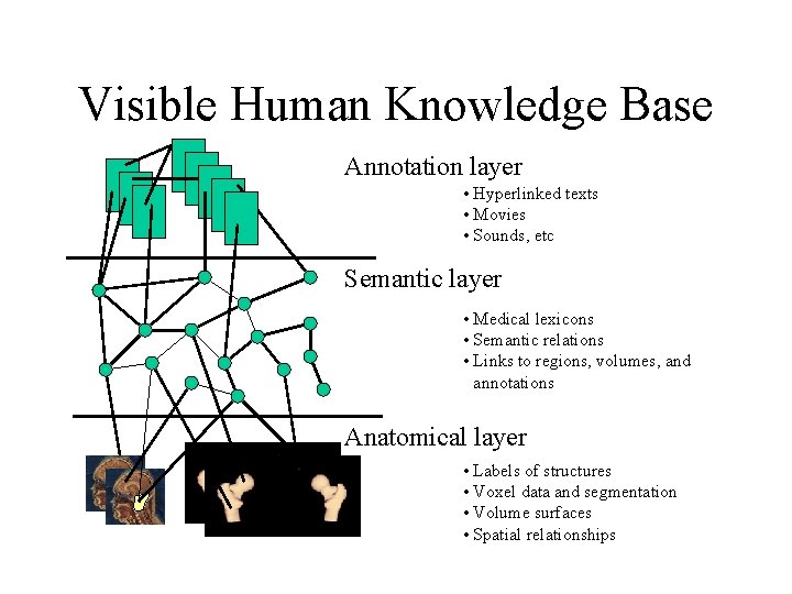 Visible Human Knowledge Base Annotation layer • Hyperlinked texts • Movies • Sounds, etc