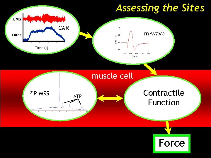 Assessing the Sites EMG CAR m-wave Force 0 1000 2000 3000 4000 5000 Time