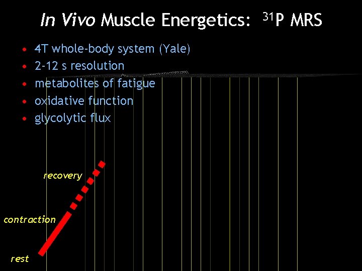 In Vivo Muscle Energetics: • • • 4 T whole-body system (Yale) 2 -12