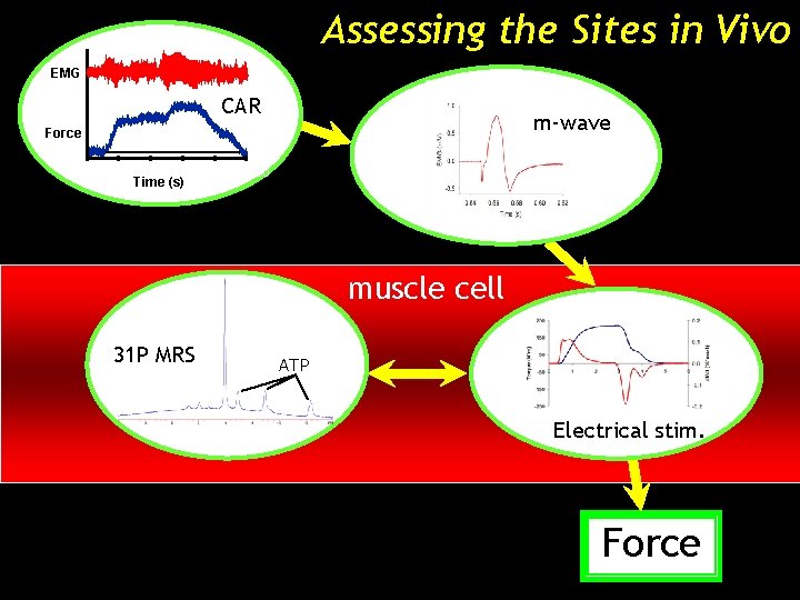 Assessing the Sites in Vivo EMG CAR m-wave Force 0 1000 2000 3000 4000