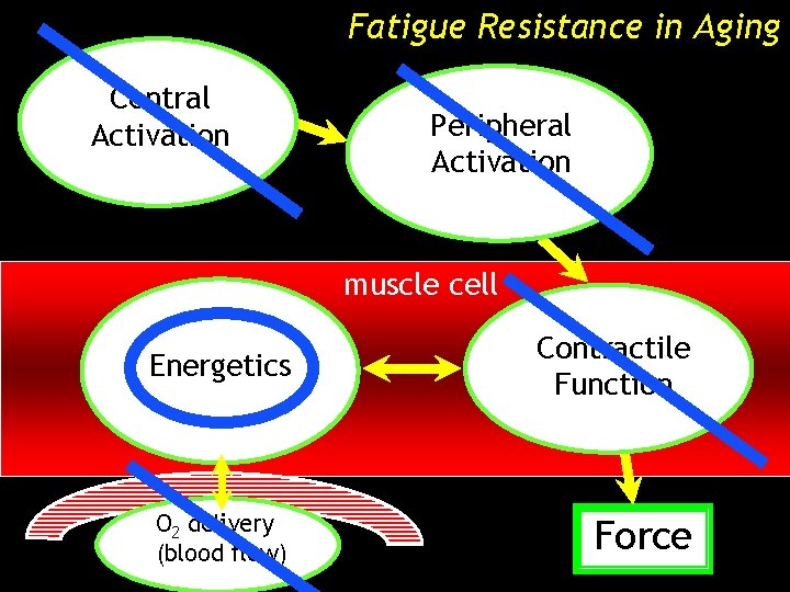 Fatigue Resistance in Aging Central Activation Peripheral Activation muscle cell Energetics Contractile Function O