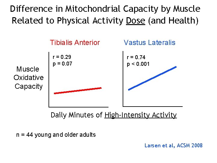 Difference in Mitochondrial Capacity by Muscle Related to Physical Activity Dose (and Health) Tibialis