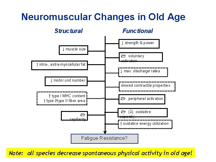 Neuromuscular Changes in Old Age Structural Functional ↓ strength & power ↓ muscle size