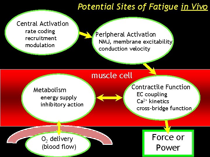 Potential Sites of Fatigue in Vivo Central Activation rate coding recruitment modulation Peripheral Activation