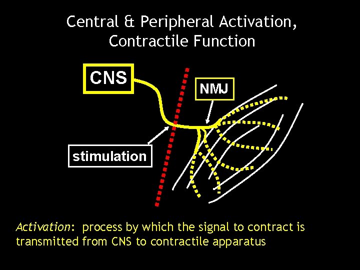 Central & Peripheral Activation, Contractile Function CNS NMJ stimulation Activation: process by which the