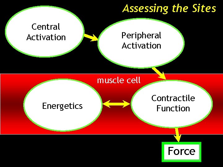 Assessing the Sites Central Activation Peripheral Activation muscle cell Energetics Contractile Function Force 