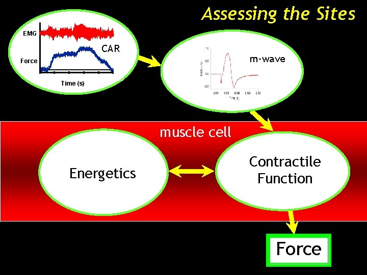 Assessing the Sites EMG CAR m-wave Force 0 1000 2000 3000 4000 5000 Time