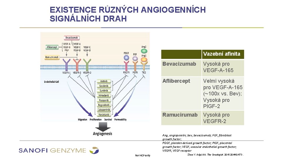 EXISTENCE RŮZNÝCH ANGIOGENNÍCH SIGNÁLNÍCH DRAH Vazební afinita Bevacizumab Vysoká pro VEGF-A-165 Aflibercept Velmi vysoká