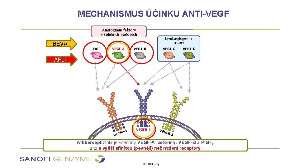 MECHANISMUS ÚČINKU ANTI-VEGF Angiogenní faktory v solidních nádorech BEVA PIGF VEGF-A Lymfangiogenní faktory VEGF-C