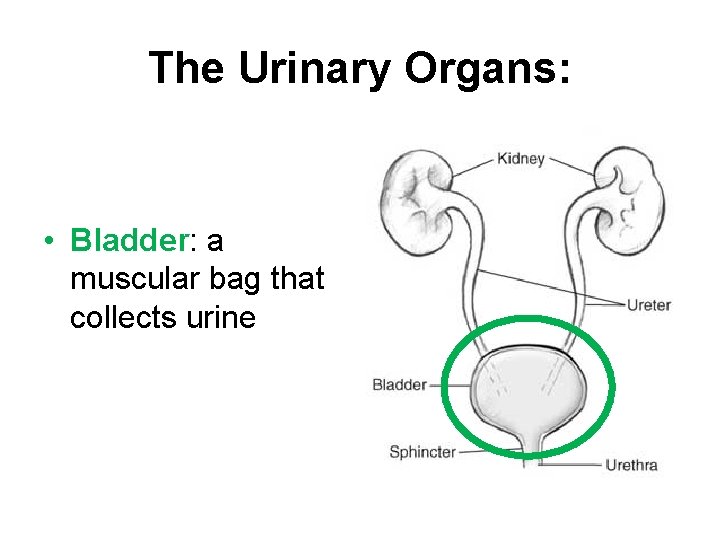 The Urinary Organs: • Bladder: a muscular bag that collects urine 