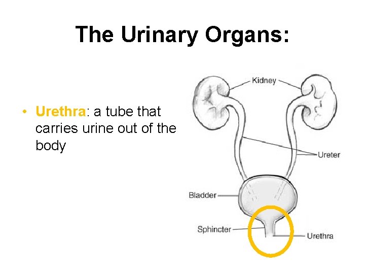 The Urinary Organs: • Urethra: a tube that carries urine out of the body