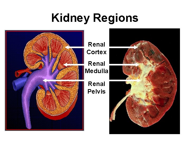 Kidney Regions Renal Cortex Renal Medulla Renal Pelvis 